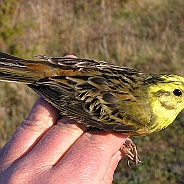 Emberiza